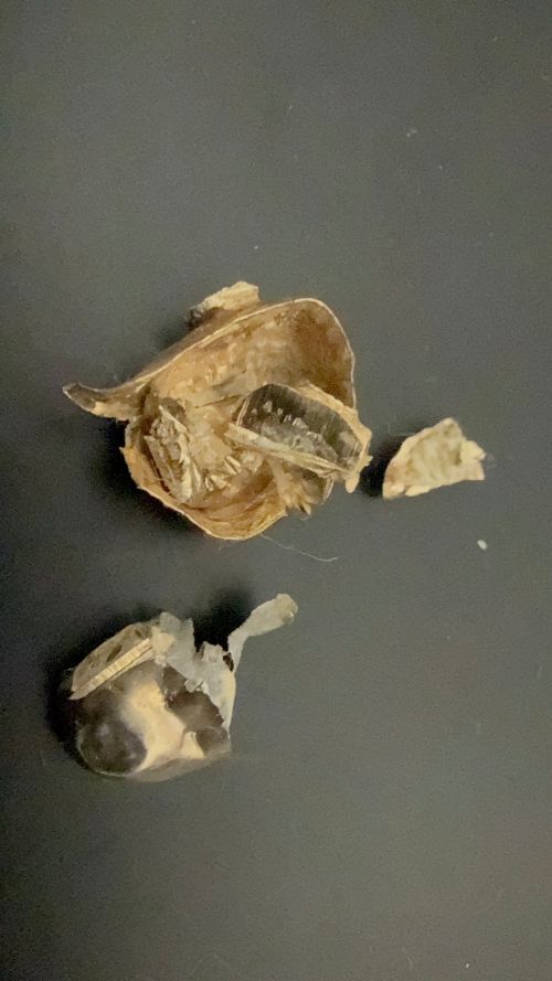 富士市今泉で【金歯 買取/富士市】金歯の高価買取なら買取おりづる マックスバリュエクスプレス富士今泉店へ